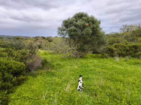 TERRENO RUSTICO COM 1.6 HECTARES - PRÓXIMO A ELETRICIDADE - PRÓXIMO A ALDEIA DO AZINHAL - EM CASTRO MARIM .- ALGARVE