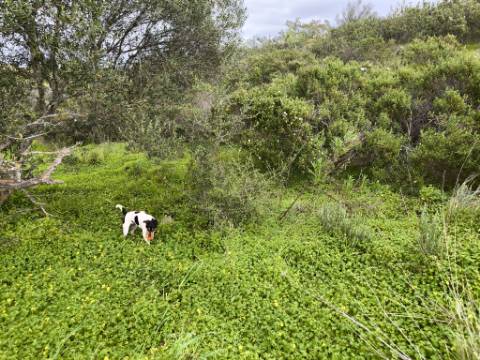 TERRENO RUSTICO COM 1.6 HECTARES - PRÓXIMO A ELETRICIDADE - PRÓXIMO A ALDEIA DO AZINHAL - EM CASTRO MARIM .- ALGARVE