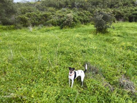 TERRENO RUSTICO COM 1.6 HECTARES - PRÓXIMO A ELETRICIDADE - PRÓXIMO A ALDEIA DO AZINHAL - EM CASTRO MARIM .- ALGARVE