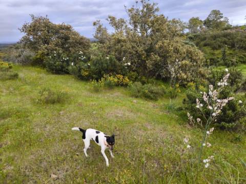 TERRENO RUSTICO COM 1.6 HECTARES - PRÓXIMO A ELETRICIDADE - PRÓXIMO A ALDEIA DO AZINHAL - EM CASTRO MARIM .- ALGARVE
