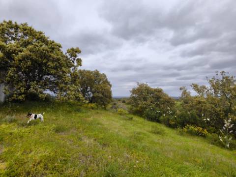TERRENO RUSTICO COM 1.6 HECTARES - PRÓXIMO A ELETRICIDADE - PRÓXIMO A ALDEIA DO AZINHAL - EM CASTRO MARIM .- ALGARVE