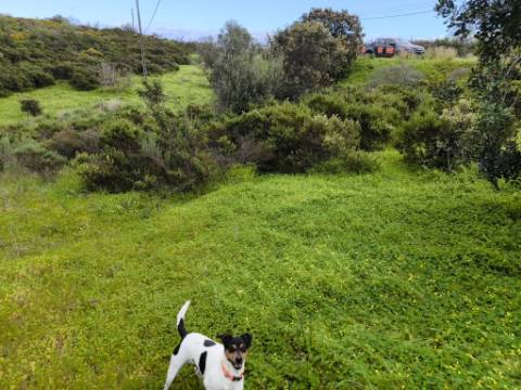 TERRENO RUSTICO COM 1.6 HECTARES - PRÓXIMO A ELETRICIDADE - PRÓXIMO A ALDEIA DO AZINHAL - EM CASTRO MARIM .- ALGARVE