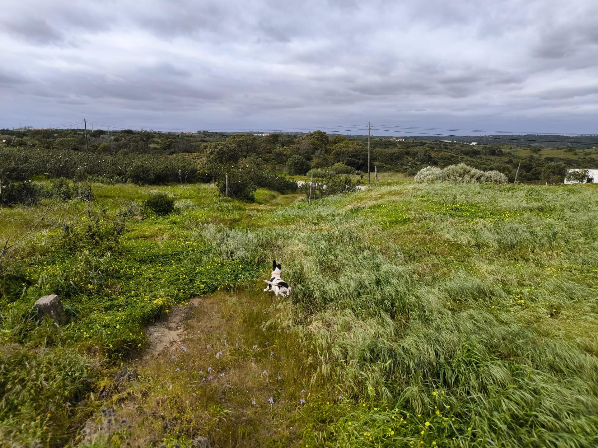 TERRENO COM MOINHO - COM 72.950 M2 - COM POSSIBILIDADE DE CONSTRUÇÃO - HABITAÇÃO E OU TURISMO - PRÓXIMO AO AZINHAL EM CASTRO MARIM - ALGARVE