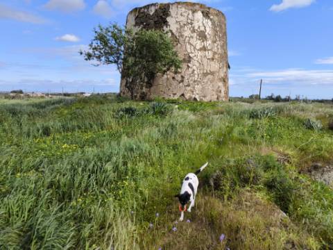 TERRENO COM MOINHO - COM 72.950 M2 - COM POSSIBILIDADE DE CONSTRUÇÃO - HABITAÇÃO E OU TURISMO - PRÓXIMO AO AZINHAL EM CASTRO MARIM - ALGARVE