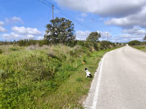 TERRENO COM MOINHO - COM 72.950 M2 - COM POSSIBILIDADE DE CONSTRUÇÃO - HABITAÇÃO E OU TURISMO - PRÓXIMO AO AZINHAL EM CASTRO MARIM - ALGARVE