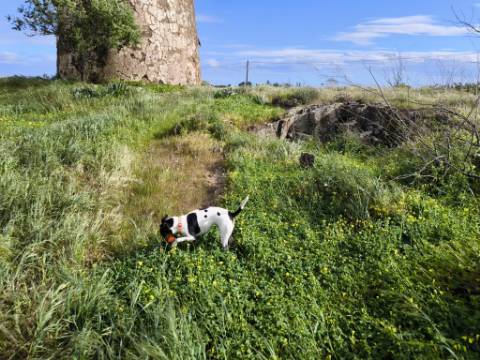 TERRENO COM MOINHO - COM 72.950 M2 - COM POSSIBILIDADE DE CONSTRUÇÃO - HABITAÇÃO E OU TURISMO - PRÓXIMO AO AZINHAL EM CASTRO MARIM - ALGARVE