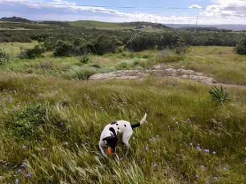 TERRENO COM MOINHO - COM 72.950 M2 - COM POSSIBILIDADE DE CONSTRUÇÃO - HABITAÇÃO E OU TURISMO - PRÓXIMO AO AZINHAL EM CASTRO MARIM - ALGARVE