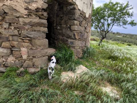 TERRENO COM MOINHO - COM 72.950 M2 - COM POSSIBILIDADE DE CONSTRUÇÃO - HABITAÇÃO E OU TURISMO - PRÓXIMO AO AZINHAL EM CASTRO MARIM - ALGARVE