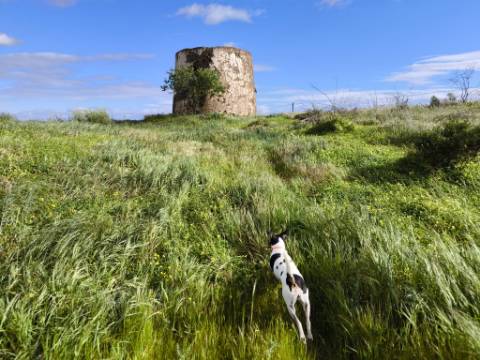 TERRENO COM MOINHO - COM 72.950 M2 - COM POSSIBILIDADE DE CONSTRUÇÃO - HABITAÇÃO E OU TURISMO - PRÓXIMO AO AZINHAL EM CASTRO MARIM - ALGARVE