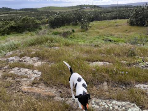 TERRENO COM MOINHO - COM 72.950 M2 - COM POSSIBILIDADE DE CONSTRUÇÃO - HABITAÇÃO E OU TURISMO - PRÓXIMO AO AZINHAL EM CASTRO MARIM - ALGARVE