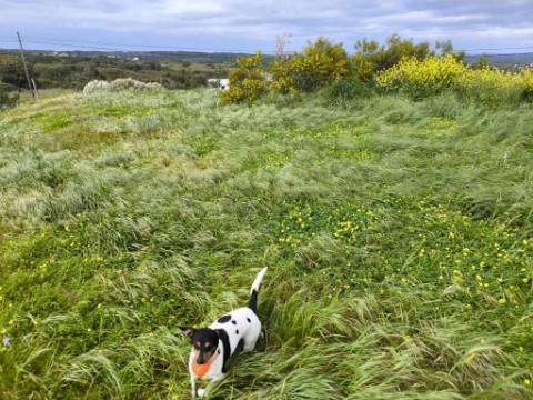 TERRENO COM MOINHO - COM 72.950 M2 - COM POSSIBILIDADE DE CONSTRUÇÃO - HABITAÇÃO E OU TURISMO - PRÓXIMO AO AZINHAL EM CASTRO MARIM - ALGARVE