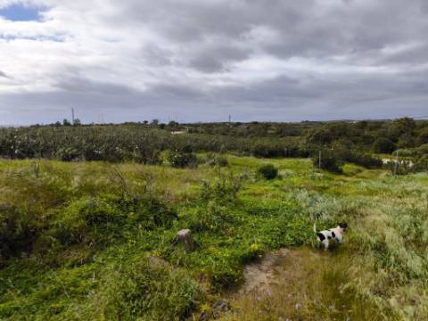 TERRENO COM MOINHO - COM 72.950 M2 - COM POSSIBILIDADE DE CONSTRUÇÃO - HABITAÇÃO E OU TURISMO - PRÓXIMO AO AZINHAL EM CASTRO MARIM - ALGARVE