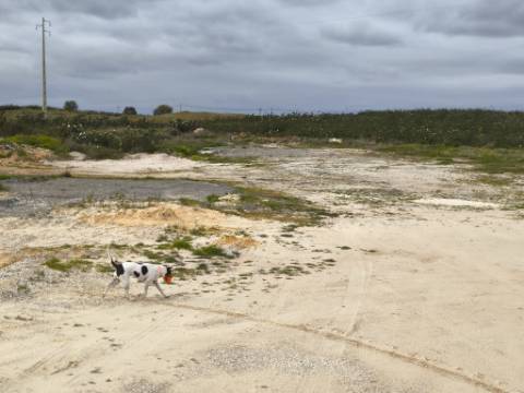 TERRENO COM MOINHO - COM 72.950 M2 - COM POSSIBILIDADE DE CONSTRUÇÃO - HABITAÇÃO E OU TURISMO - PRÓXIMO AO AZINHAL EM CASTRO MARIM - ALGARVE
