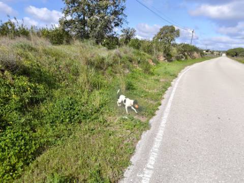 TERRENO COM MOINHO - COM 72.950 M2 - COM POSSIBILIDADE DE CONSTRUÇÃO - HABITAÇÃO E OU TURISMO - PRÓXIMO AO AZINHAL EM CASTRO MARIM - ALGARVE