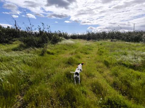 TERRENO COM MOINHO - COM 72.950 M2 - COM POSSIBILIDADE DE CONSTRUÇÃO - HABITAÇÃO E OU TURISMO - PRÓXIMO AO AZINHAL EM CASTRO MARIM - ALGARVE