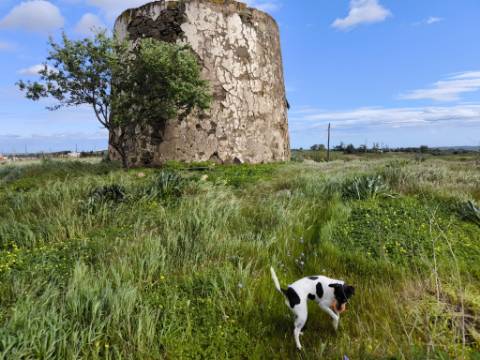 TERRENO COM MOINHO - COM 72.950 M2 - COM POSSIBILIDADE DE CONSTRUÇÃO - HABITAÇÃO E OU TURISMO - PRÓXIMO AO AZINHAL EM CASTRO MARIM - ALGARVE
