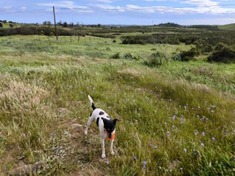 TERRENO COM MOINHO - COM 72.950 M2 - COM POSSIBILIDADE DE CONSTRUÇÃO - HABITAÇÃO E OU TURISMO - PRÓXIMO AO AZINHAL EM CASTRO MARIM - ALGARVE