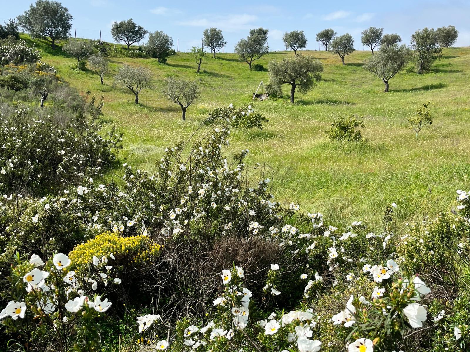 Refúgio Rústico na Encosta com Olival - Castro Marim, Algarve