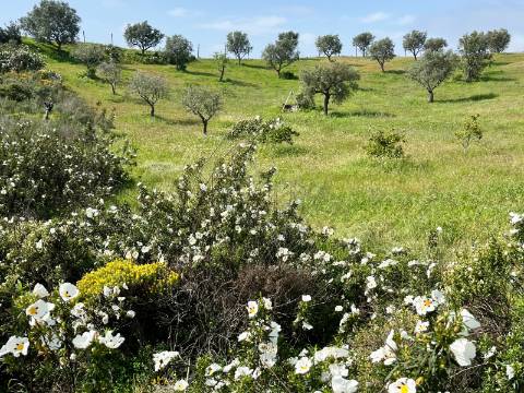 Refúgio Rústico na Encosta com Olival - Castro Marim, Algarve