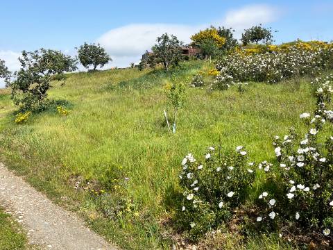 Refúgio Rústico na Encosta com Olival - Castro Marim, Algarve