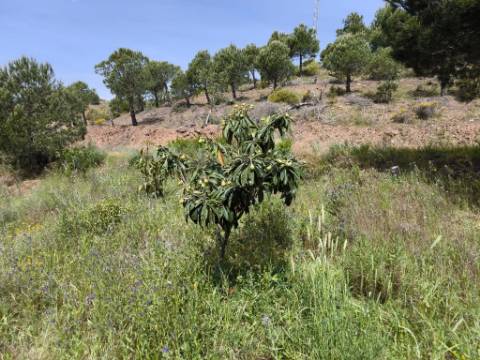 TERRENO COM 56.950 M2 - COM FURO - DEPOSITO DE ÁGUA - VISTA MAR - EM V. N. CACELA - VRSA - ALGARVE