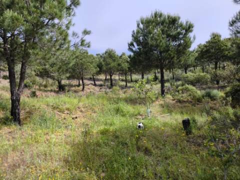 TERRENO COM 56.950 M2 - COM FURO - DEPOSITO DE ÁGUA - VISTA MAR - EM V. N. CACELA - VRSA - ALGARVE