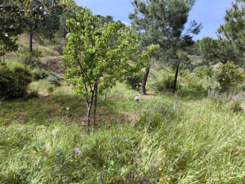 TERRENO COM 56.950 M2 - COM FURO - DEPOSITO DE ÁGUA - VISTA MAR - EM V. N. CACELA - VRSA - ALGARVE
