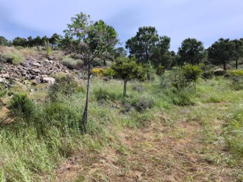TERRENO COM 56.950 M2 - COM FURO - DEPOSITO DE ÁGUA - VISTA MAR - EM V. N. CACELA - VRSA - ALGARVE