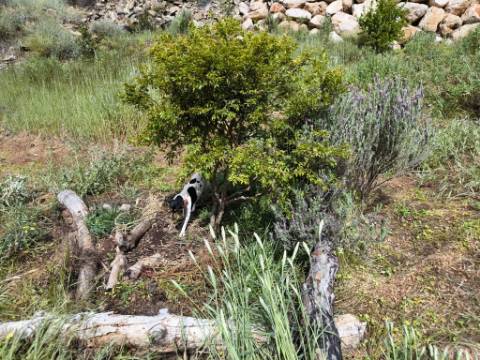 TERRENO COM 56.950 M2 - COM FURO - DEPOSITO DE ÁGUA - VISTA MAR - EM V. N. CACELA - VRSA - ALGARVE