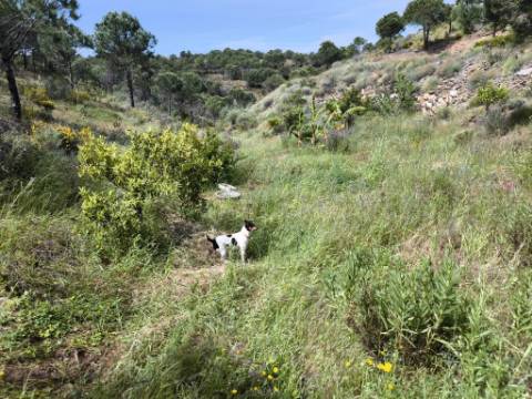 TERRENO COM 56.950 M2 - COM FURO - DEPOSITO DE ÁGUA - VISTA MAR - EM V. N. CACELA - VRSA - ALGARVE
