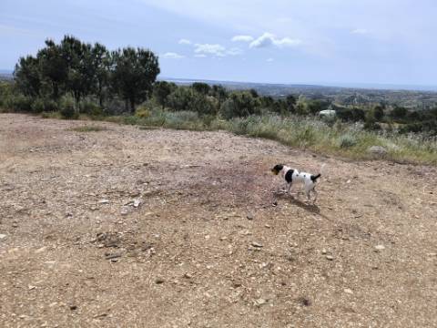 TERRENO COM 56.950 M2 - COM FURO - DEPOSITO DE ÁGUA - VISTA MAR - EM V. N. CACELA - VRSA - ALGARVE