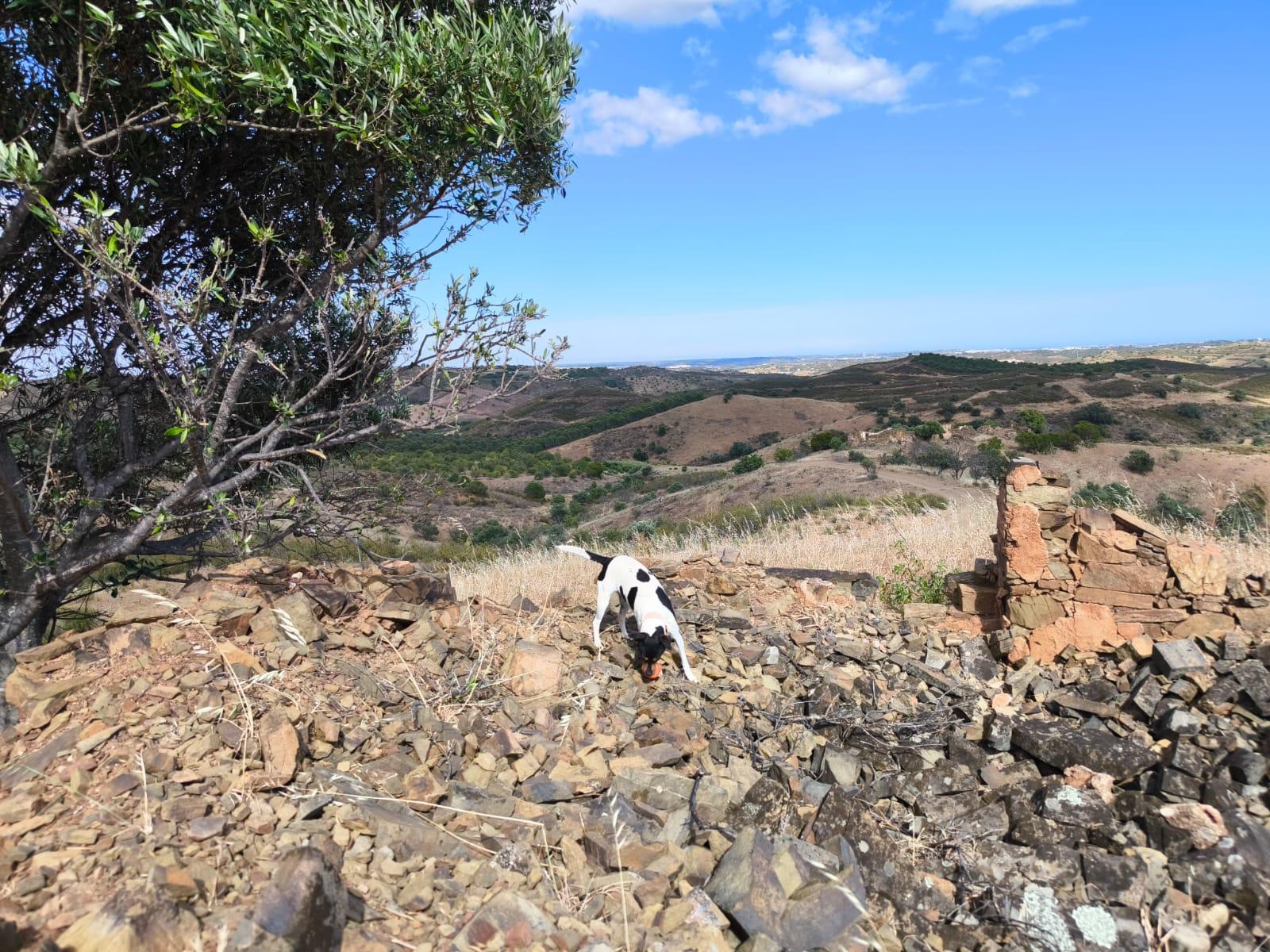 TERRENO MISTO COM 10.000 M² - COM ÁREA URBANA PARA CONSTRUÇÃO - VISTA MAR - VALE ANDREU - CASTRO MARIM - ALGARVE