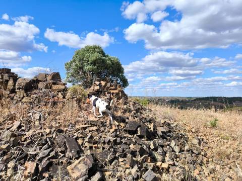 TERRENO MISTO COM 10.000 M² - COM ÁREA URBANA PARA CONSTRUÇÃO - VISTA MAR - VALE ANDREU - CASTRO MARIM - ALGARVE