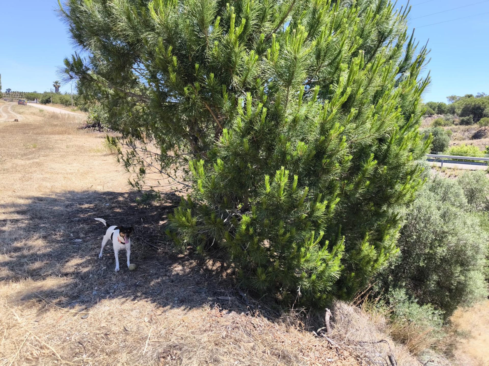 TERRENO RUSTICO COM 17.120 M2 - ACESSO POR ASFALTO - EM PEDRA ARRANCADA - ALTURA - CASTRO MARIM - ALGARVE