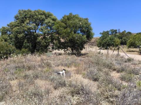 TERRENO RUSTICO COM 17.120 M2 - ACESSO POR ASFALTO - EM PEDRA ARRANCADA - ALTURA - CASTRO MARIM - ALGARVE