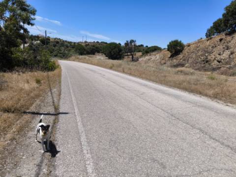 TERRENO RUSTICO COM 17.120 M2 - ACESSO POR ASFALTO - EM PEDRA ARRANCADA - ALTURA - CASTRO MARIM - ALGARVE