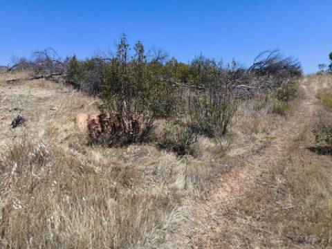 TERRENO RUSTICO COM 13.790 M2 - VISTA MAR - COM POÇO - PRÓXMO AO GOLFE - EM VILA NOVA DE CACELA - VRSA - ALGARVE