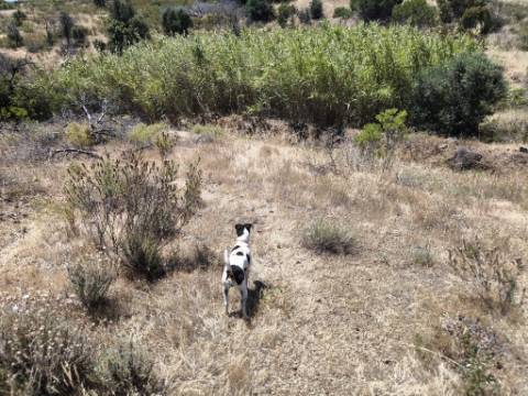 TERRENO RUSTICO COM 13.790 M2 - VISTA MAR - COM POÇO - PRÓXMO AO GOLFE - EM VILA NOVA DE CACELA - VRSA - ALGARVE