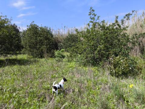 MORADIA T2 - COM TERRENO DE 3628 M2 - CONFRONTA COM RIBEIRO - EM RUÍNAS NO CURAL DA PEDRA - JUNTO AO RIBEIRO - TAVIRA - ALGARVE