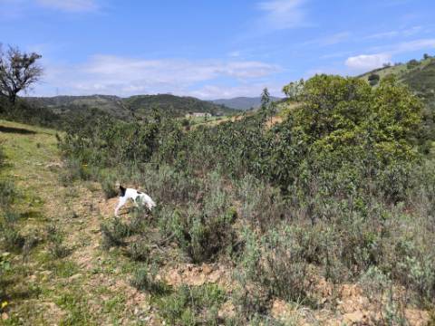 MORADIA T2 - COM TERRENO DE 3628 M2 - CONFRONTA COM RIBEIRO - EM RUÍNAS NO CURAL DA PEDRA - JUNTO AO RIBEIRO - TAVIRA - ALGARVE