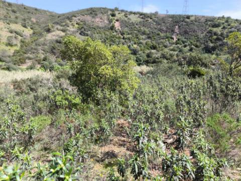 MORADIA T2 - COM TERRENO DE 3628 M2 - CONFRONTA COM RIBEIRO - EM RUÍNAS NO CURAL DA PEDRA - JUNTO AO RIBEIRO - TAVIRA - ALGARVE