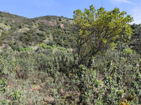 MORADIA T2 - COM TERRENO DE 3628 M2 - CONFRONTA COM RIBEIRO - EM RUÍNAS NO CURAL DA PEDRA - JUNTO AO RIBEIRO - TAVIRA - ALGARVE