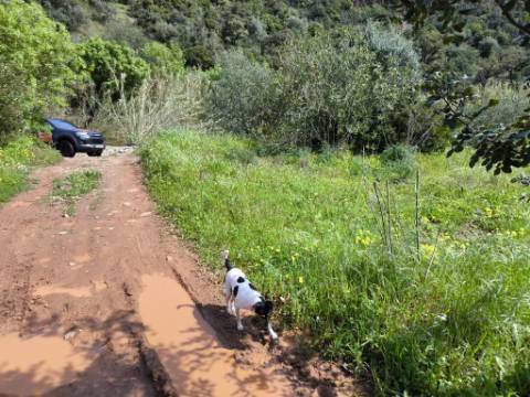 MORADIA T2 - COM TERRENO DE 3628 M2 - CONFRONTA COM RIBEIRO - EM RUÍNAS NO CURAL DA PEDRA - JUNTO AO RIBEIRO - TAVIRA - ALGARVE