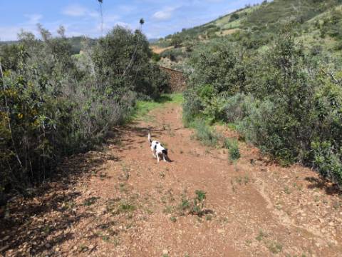 MORADIA T2 - COM TERRENO DE 3628 M2 - CONFRONTA COM RIBEIRO - EM RUÍNAS NO CURAL DA PEDRA - JUNTO AO RIBEIRO - TAVIRA - ALGARVE