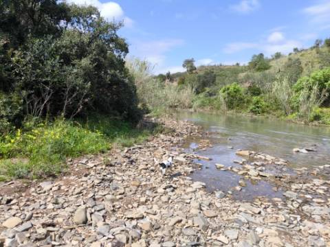 MORADIA T2 - COM TERRENO DE 3628 M2 - CONFRONTA COM RIBEIRO - EM RUÍNAS NO CURAL DA PEDRA - JUNTO AO RIBEIRO - TAVIRA - ALGARVE
