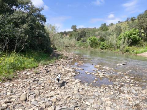 MORADIA T2 - COM TERRENO DE 3628 M2 - CONFRONTA COM RIBEIRO - EM RUÍNAS NO CURAL DA PEDRA - JUNTO AO RIBEIRO - TAVIRA - ALGARVE