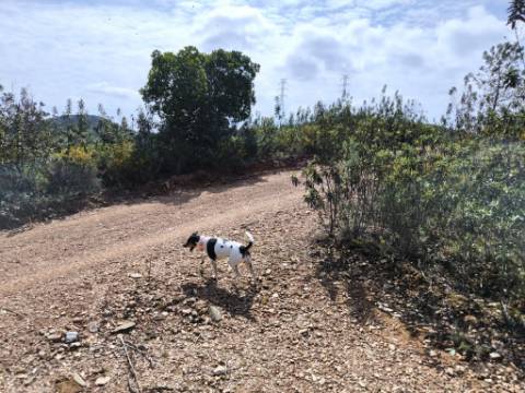 MORADIA T2 - COM TERRENO DE 3628 M2 - CONFRONTA COM RIBEIRO - EM RUÍNAS NO CURAL DA PEDRA - JUNTO AO RIBEIRO - TAVIRA - ALGARVE