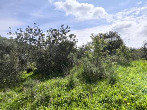 MORADIA T2 - COM TERRENO DE 3628 M2 - CONFRONTA COM RIBEIRO - EM RUÍNAS NO CURAL DA PEDRA - JUNTO AO RIBEIRO - TAVIRA - ALGARVE