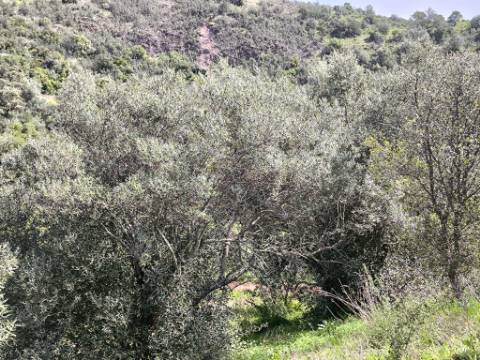 MORADIA T2 - COM TERRENO DE 3628 M2 - CONFRONTA COM RIBEIRO - EM RUÍNAS NO CURAL DA PEDRA - JUNTO AO RIBEIRO - TAVIRA - ALGARVE