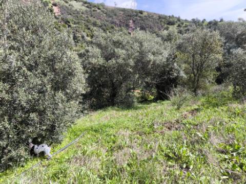 MORADIA T2 - COM TERRENO DE 3628 M2 - CONFRONTA COM RIBEIRO - EM RUÍNAS NO CURAL DA PEDRA - JUNTO AO RIBEIRO - TAVIRA - ALGARVE